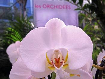 Close-up of white orchids