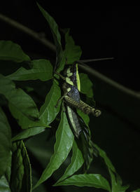 Close-up of insect on leaf
