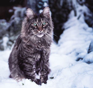 Close-up portrait of cat sitting on snow