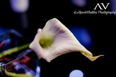 Close-up of flower against blurred background