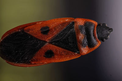 Close-up of butterfly over black background