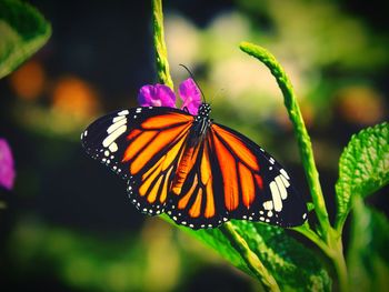 Close-up of butterfly pollinating on flower