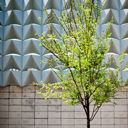 Low angle view of flowering tree against building