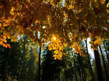 Low angle view of trees during autumn