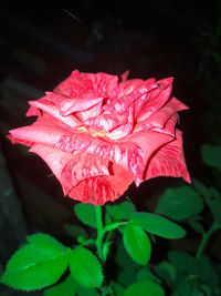 Close-up of pink rose plant