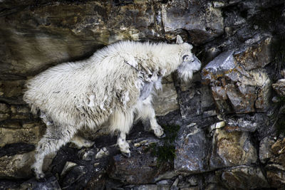 High angle view of sheep on rock