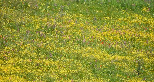 Yellow flowers growing on grass
