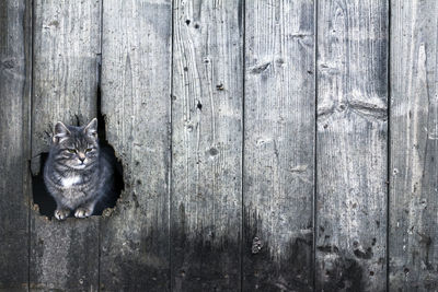 Portrait of cat sitting on wood