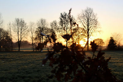 Silhouette trees on field against sky at sunset