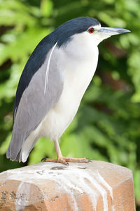 Close-up of bird perching on rock