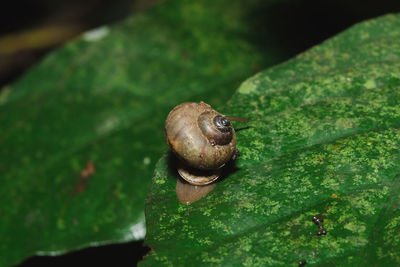 Close-up of snail on leaf