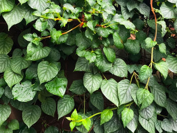 Full frame shot of leaves