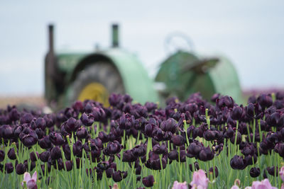 Close-up of purple flowers blooming in field