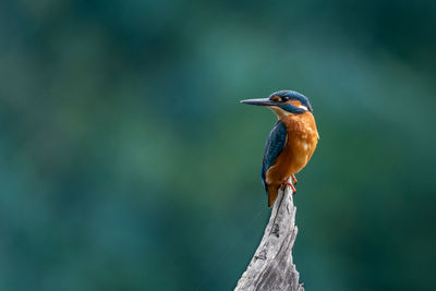 Close-up of kingfisher perching on tree