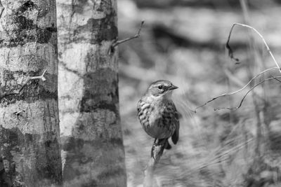 Close-up of bird perching on tree trunk