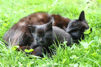 Black cat lying on grass