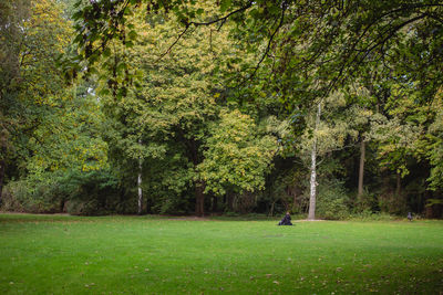 Green trees in park