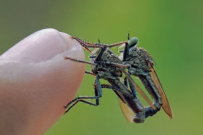 Close-up of butterfly on hand