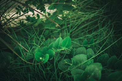 Close-up of flower growing in field