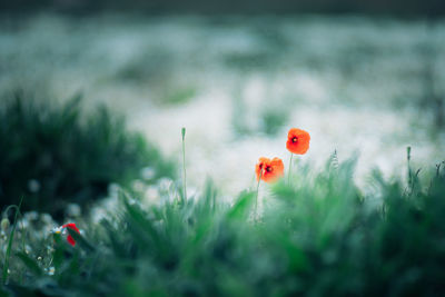 Close-up of red poppy flowers on field