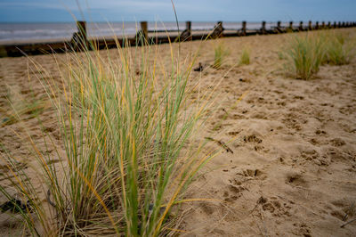 Surface level of grass on beach against sky
