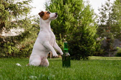 View of dog jumping on field