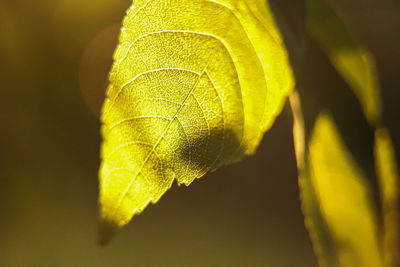 Close-up of yellow leaves