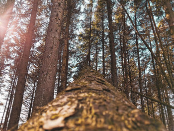 Low angle view of trees in forest