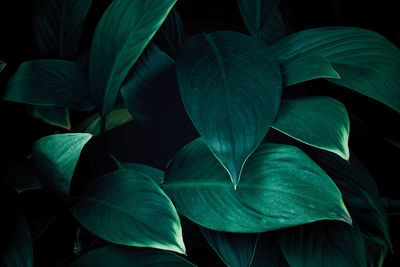 Close-up of flowering plant leaves