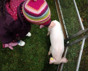 High angle view of girl touching pig in pen