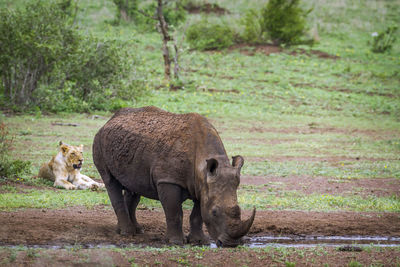 Rhinoceros drinking water