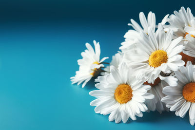 Close-up of white daisy flowers