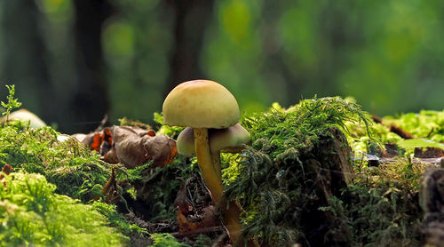 Close-up of mushrooms growing outdoors