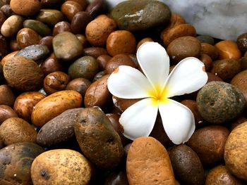 Close-up of frangipani on pebbles