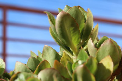 Close-up of succulent plant growing outdoors