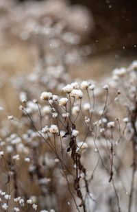 Close-up of wilted plant during winter