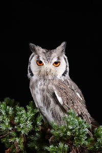 Portrait of owl against black background