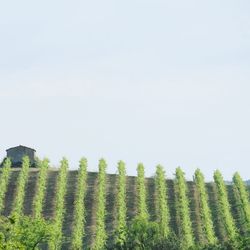 Low angle view of fresh green field against sky