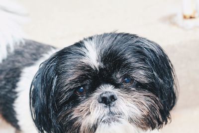 Close-up portrait of small dog