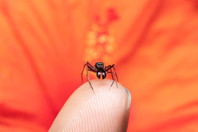 A beautiful male ant-mimicking spider sits on my finger stock photo