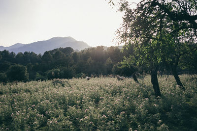 Scenic view of field against clear sky