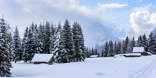 Snow covered trees and houses against sky during winter