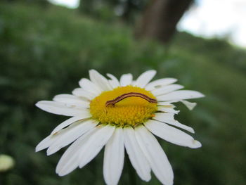 Close-up of white daisy flower