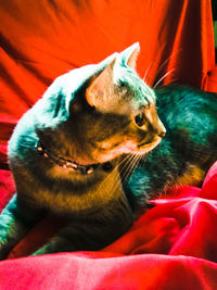 Close-up of cat resting on bed