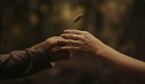  hand of man and woman holding plant