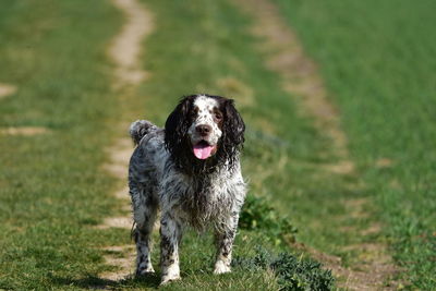 Portrait of dog standing on field