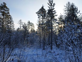 Trees on snow covered land against sky