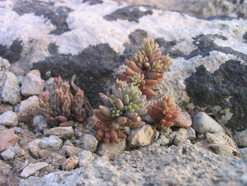 Close-up of plant on rock