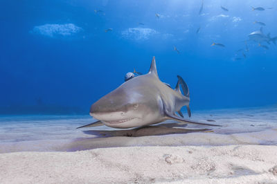 Fish swimming in sea