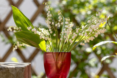 Close-up of red flowering plant